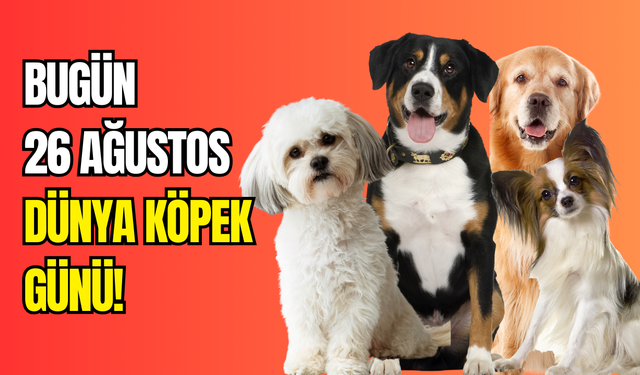 Bugün 26 Ağustos Dünya Köpek Günü: Sahiplen, sev, koru!