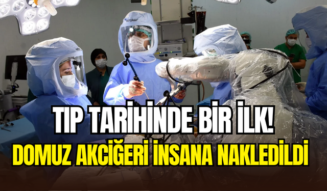 Çinli bilim insanları, domuz akciğerini insana nakletti