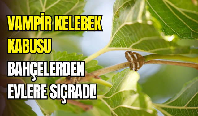 Doğu Karadeniz’de ‘vampir kelebek’ kabusu