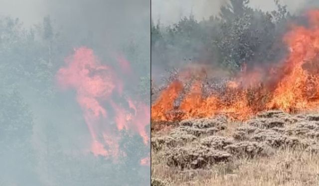 Gümüşhane’de çobanın yaktığı ateş ormanı küle çevirdi: 3 hektar zarar gördü