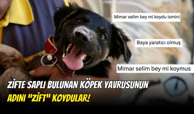 Zifte Saplanan Köpek Yavrusunun Adı “Zift” Oldu! Bu İsmi Mimar Selim Mi Koydu?