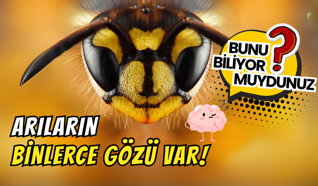 Arıların Binlerce Gözü Olduğunu Biliyor muydunuz?