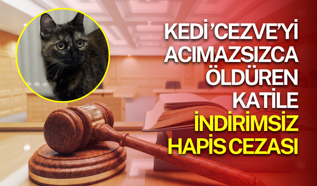 Cezve’yi acımasızca öldüren sanığa indirimsiz 3 yıl 8 ay hapis cezası verildi