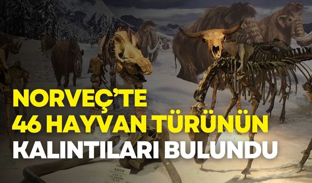 Norveç’te 75 bin yıllık hayvan kalıntıları bulundu