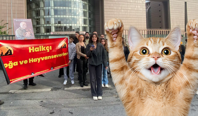Bakırköy Adliyesi’ndeki Kedilerin Toplatılması Kararı Geri Çekildi: Kedi Evleri Yapılacak