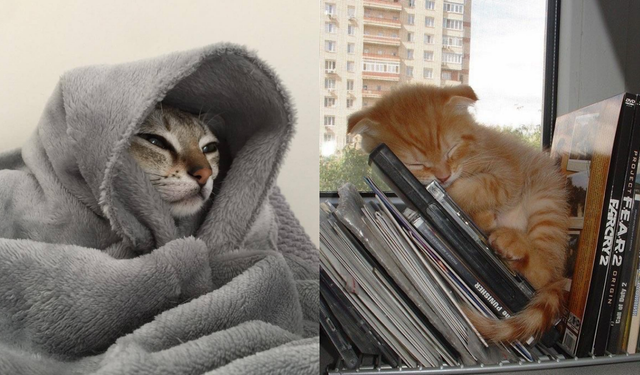 Kediler neden çok uyur?