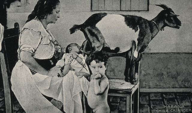 Eskiden keçiler süt anne olarak kullanılıyormuş!