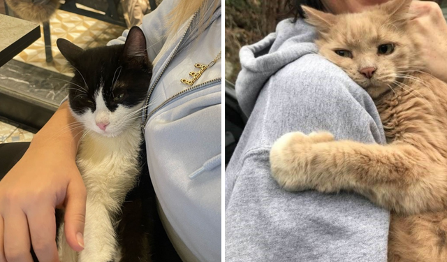 İnsanlar kedileri neden bu kadar çok seviyor?