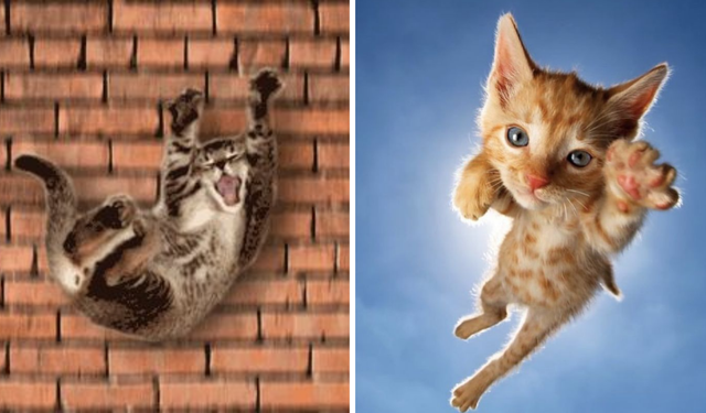 Kediler neden dört ayak üstüne düşer?