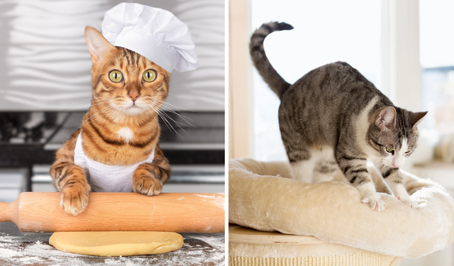 Kediler neden patilerini hamur yoğurur gibi yapar?