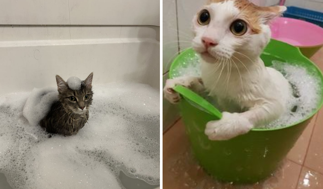 Kediler neden suyu sevmez?