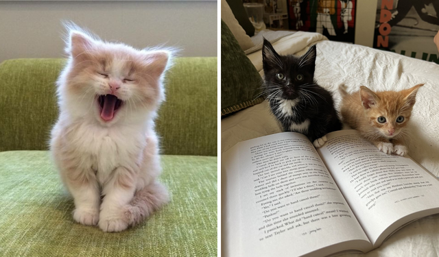 Kediniz sizi "evet" ya da "hayır" demeniz için mi eğitiyor?