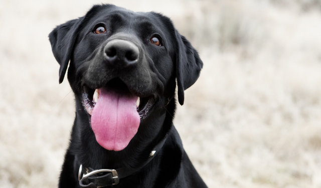 Köpekler 11 bin yıl önce nasıl evcilleştirildi?