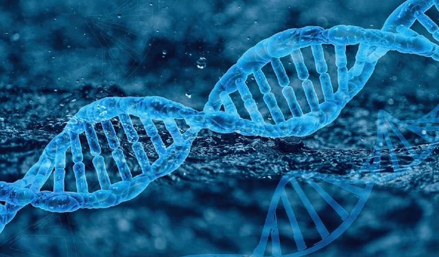 Y kromozomu bitiyor mu? Bilim dünyası ikiye bölündü