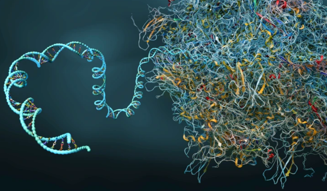Bilim insanları hücreleri fabrika ayarlarına döndürmeyi başardı