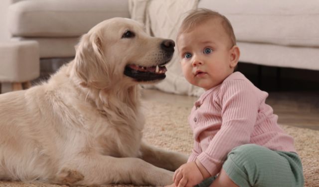 Bebekli evler için güvenli ve dost 3 köpek cinsi