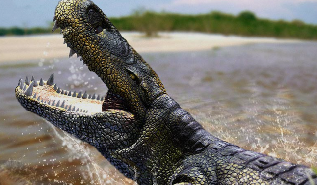 T-Rex’i unutun! Dünyanın en güçlü ısırığına sahip hayvanı belirlendi: Purussaurus