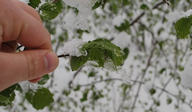 Zirai don bu senede tarımı vurabilir: Çiftçiler endişeli