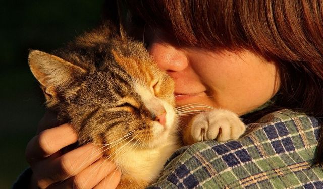 Araştırma: Kediler sahiplerini duygusal bir dayanak noktası olarak görmüyor