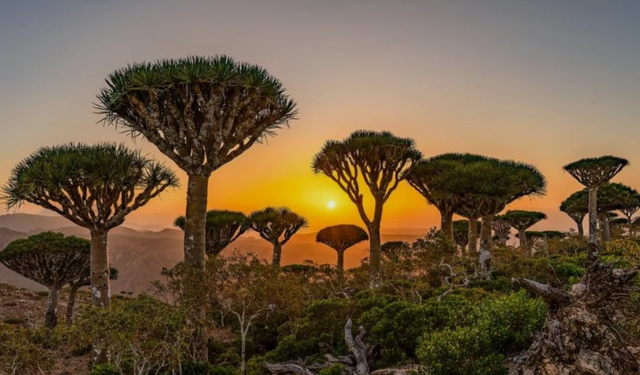 Hint Okyanusu'nun gizemli adası Socotra