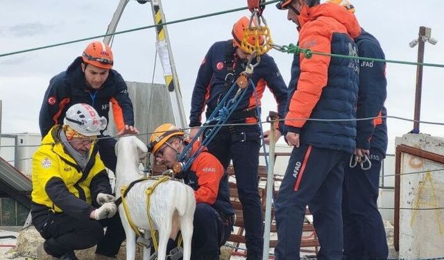 AFAD’dan afetlerde hayvanları korumaya yönelik proje