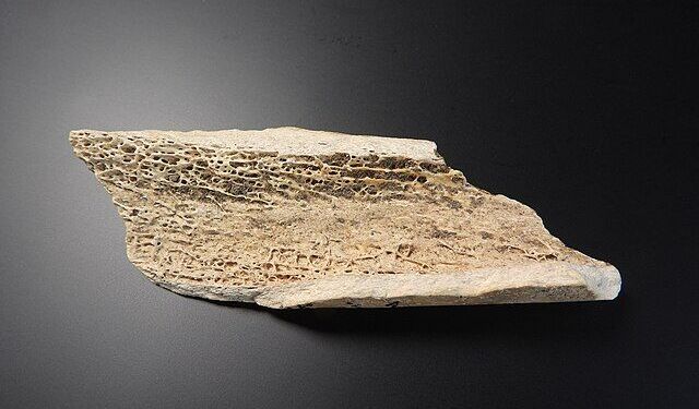 Bilim insanlarından müjde: Sağlıklı kemikler için yeni bir yol bulunmuş olabilir