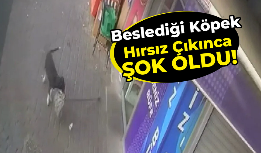 Beslediği Köpek Hırsız Çıkınca Şok Oldu!