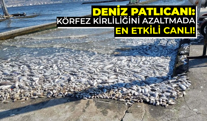 Deniz Patlıcanı: Körfez Kirliliğini Azaltmada En Etkili Canlı!