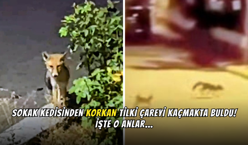 Sokak Kedisinden Korkan Tilki Çareyi Kaçmakta Buldu!
