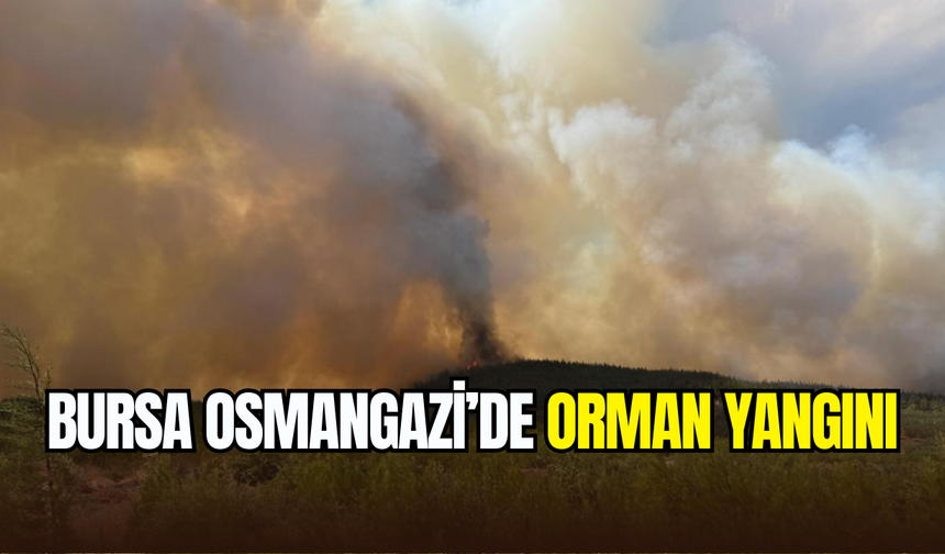 Bursa Osmangazi’de orman yangını