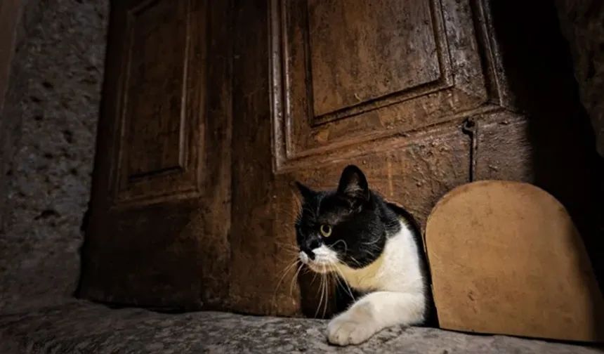 Topkapı Sarayı’nda Tarihi Kedi Kapıları Yeniden Açıldı