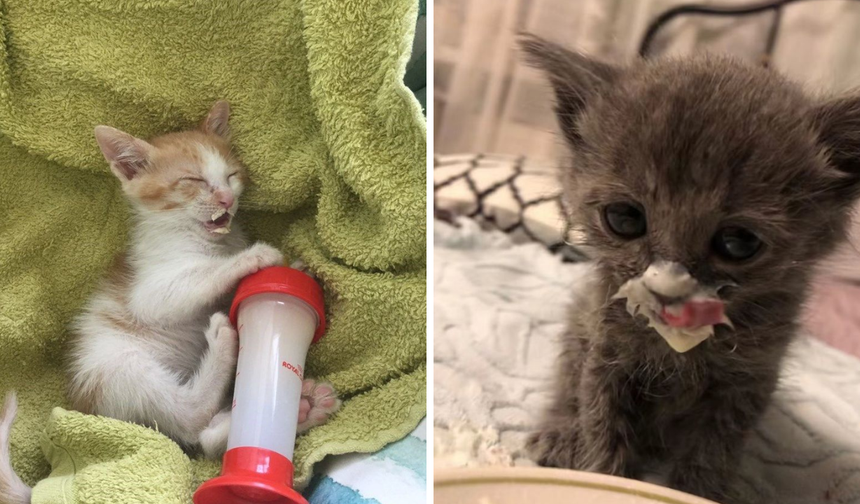 Kediler süt içebilir mi?