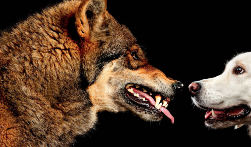 Minik köpeğinizde kurt DNA’sı gizleniyor olabilir