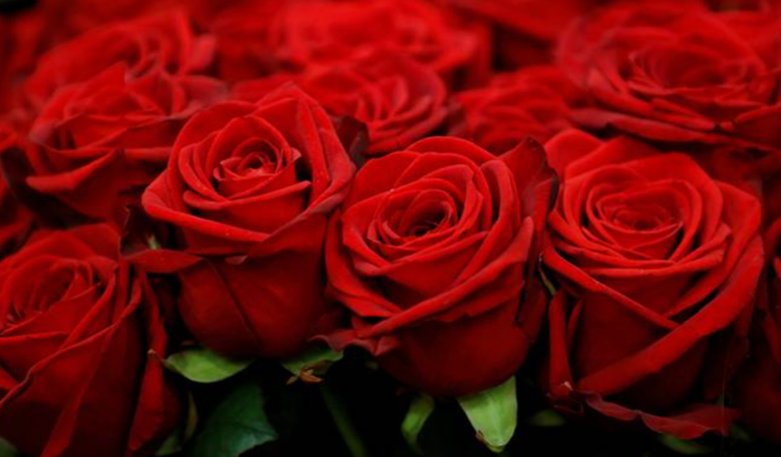 Sevgililer günü öncesi gül fiyatları ikiye katlandı