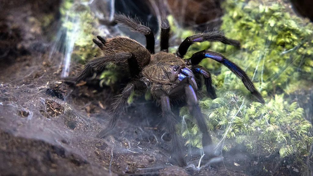 Tarantula 4