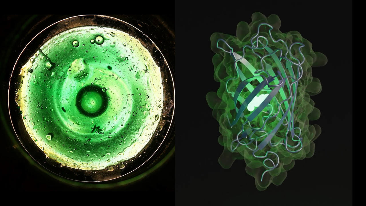 Bilim Dünyasında Çığır Açacak Keşif Yapay Zeka, Parlayan Protein Üretti (1)