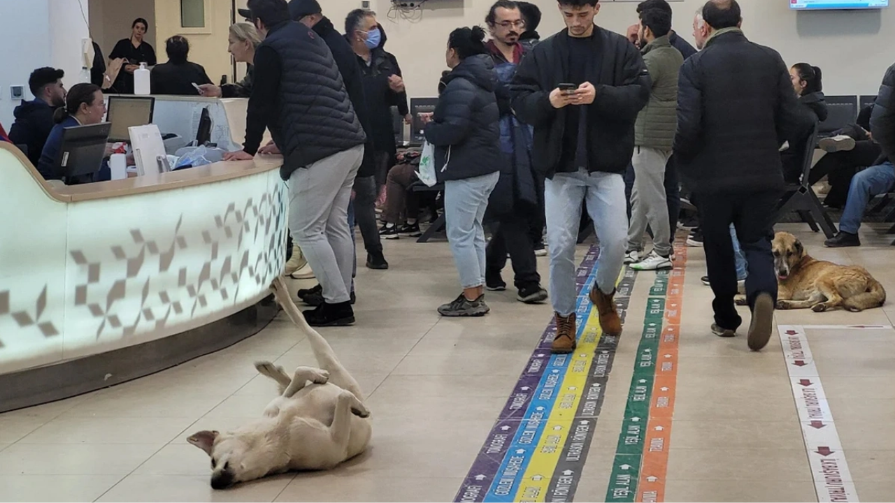 Sağlık Bakanlığı Yeni Düzenlemeyi Duyurdu Hastanelerde Sahipsiz Hayvan Olmayacak (1)