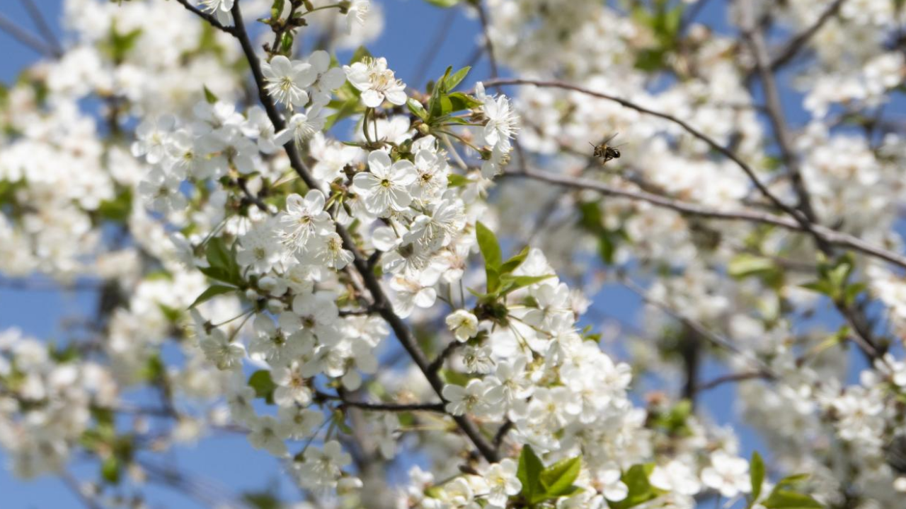 21 Mart Ilkbahar Ekinoksu Nedir, Ne Demek 21 Mart’ta Ne Oluyor, Özellikleri Neler (1)