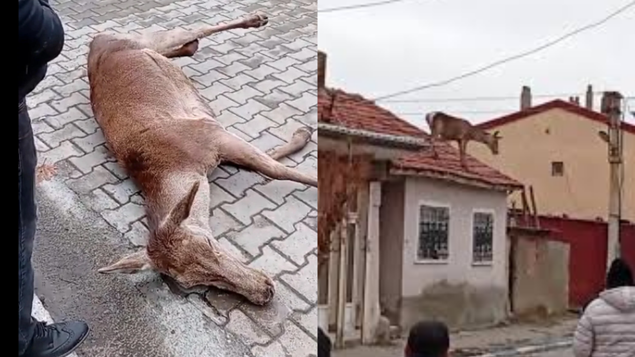 Afyonkarahisar’da Trajik Olay Çatıya Çıkan Geyik Korkusunun Kurbanı Oldu (1)