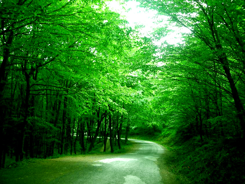 Belgrad Ormanı2