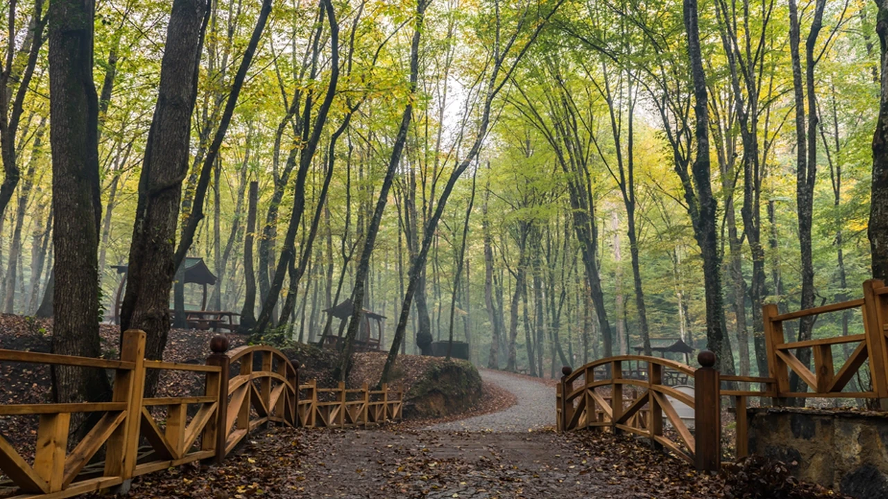 Belgrad Ormanı4