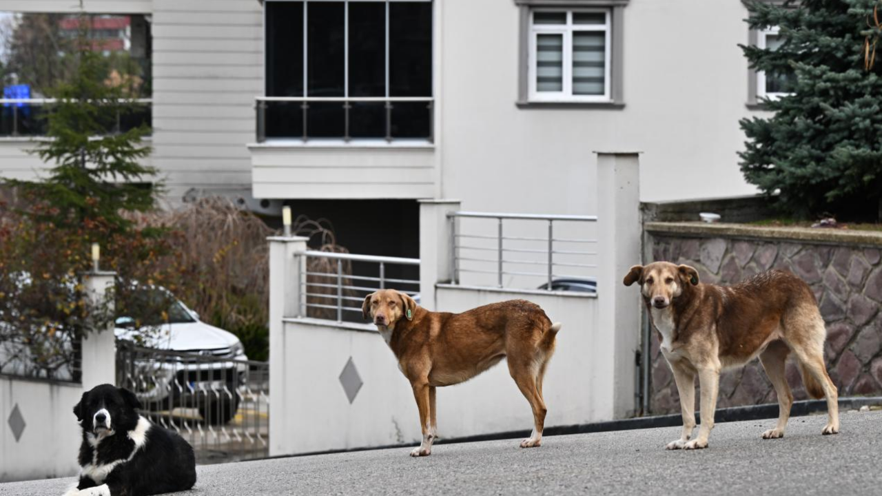 Kabine Toplantısında Yoğun Gündem Sokak Köpekleri Ve Emekli Ikramiyesi Görüşülecek (2)