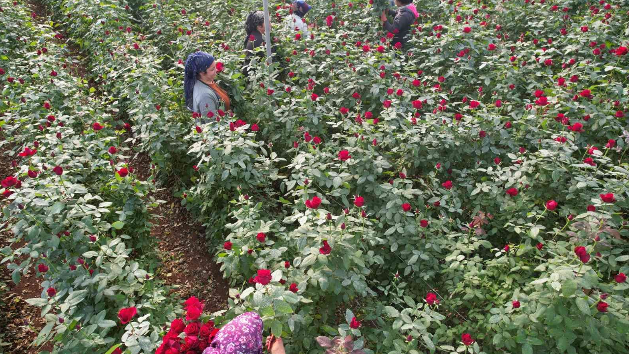 ‘Anneler Günü’ Çiçek Fiyatları Tepki Çekti Serada 5 Lira, Çiçekçide 100 Lira (2)