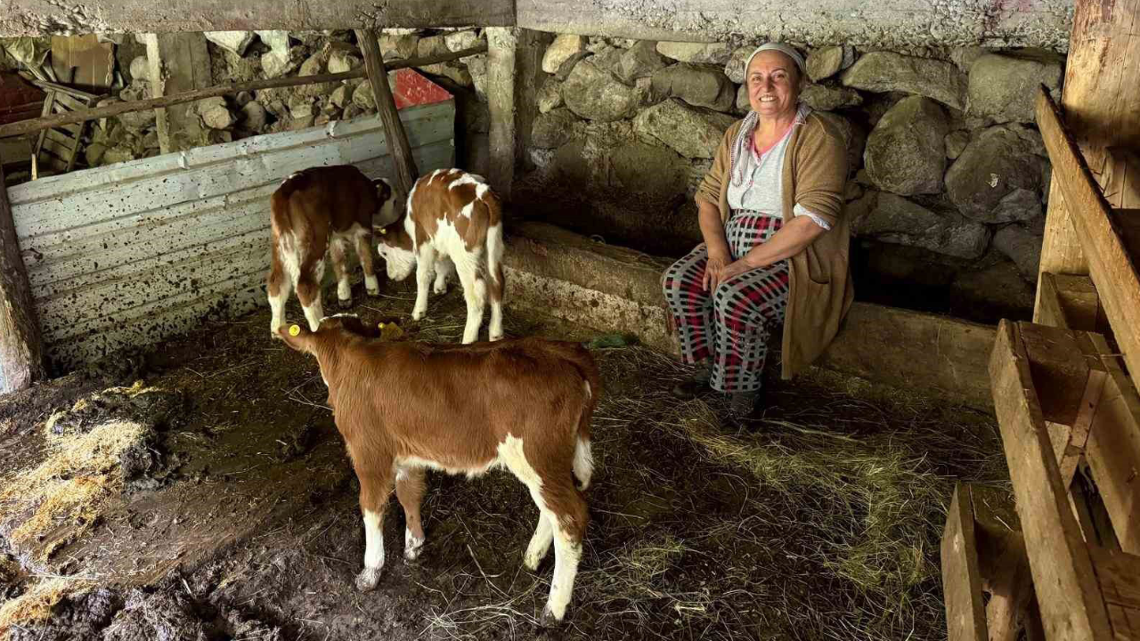 Artvin’de Mucize Doğum İnek, Dördüz Buzağı Dünyaya Getirdi (1)