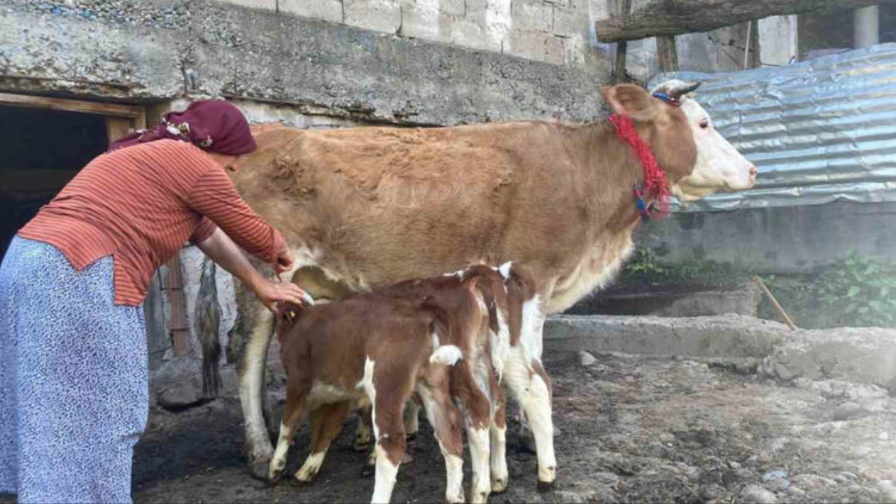 Artvin’de Mucize Doğum İnek, Dördüz Buzağı Dünyaya Getirdi