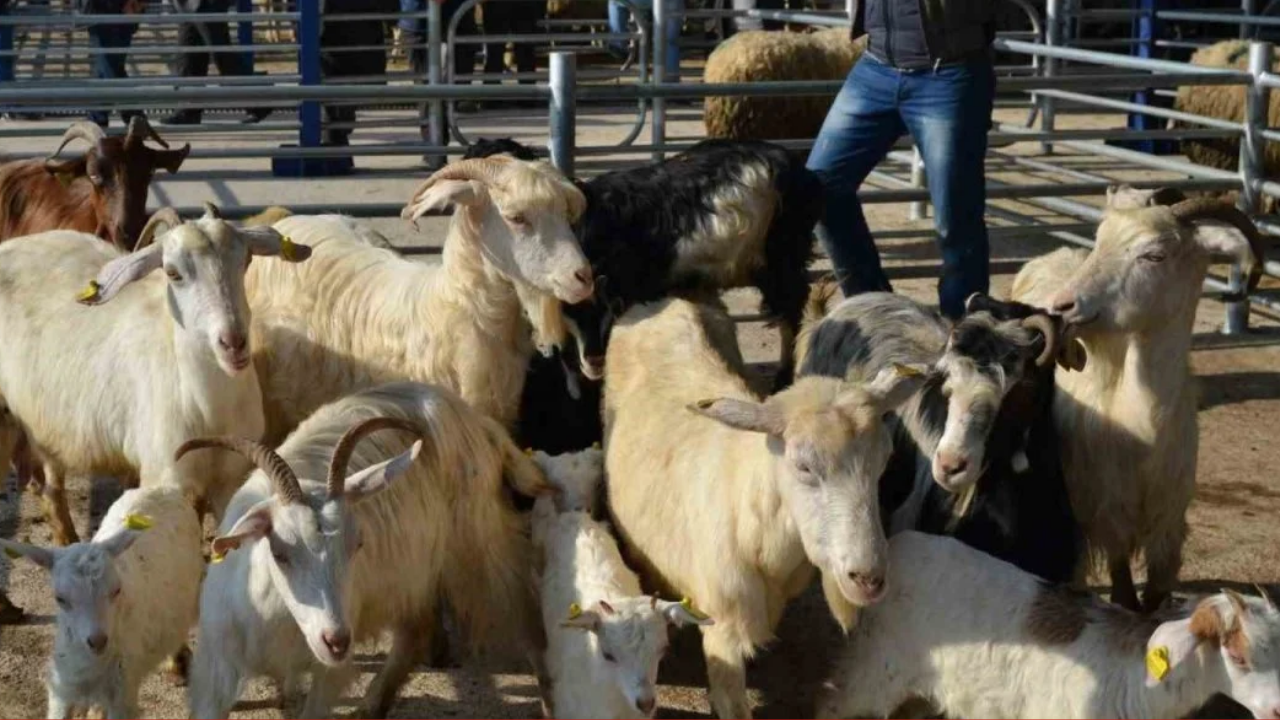 Balıkesir’de Kurban Öncesi Kriz 15 Mahallede Karantina, Hayvan Giriş Çıkışı Yasaklandı!