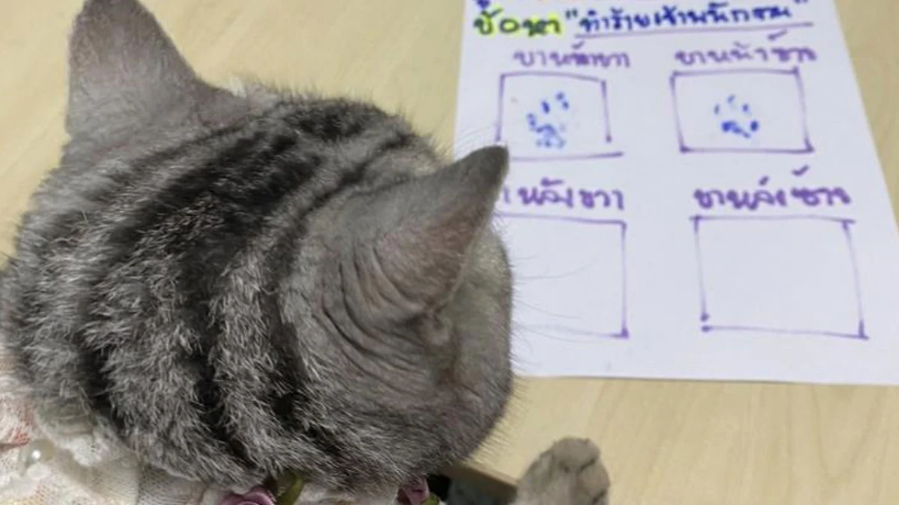 Gözaltına Alınan Kedi, Sabıka Fotoğrafıyla Sosyal Medyada Viral Oldu! (1)