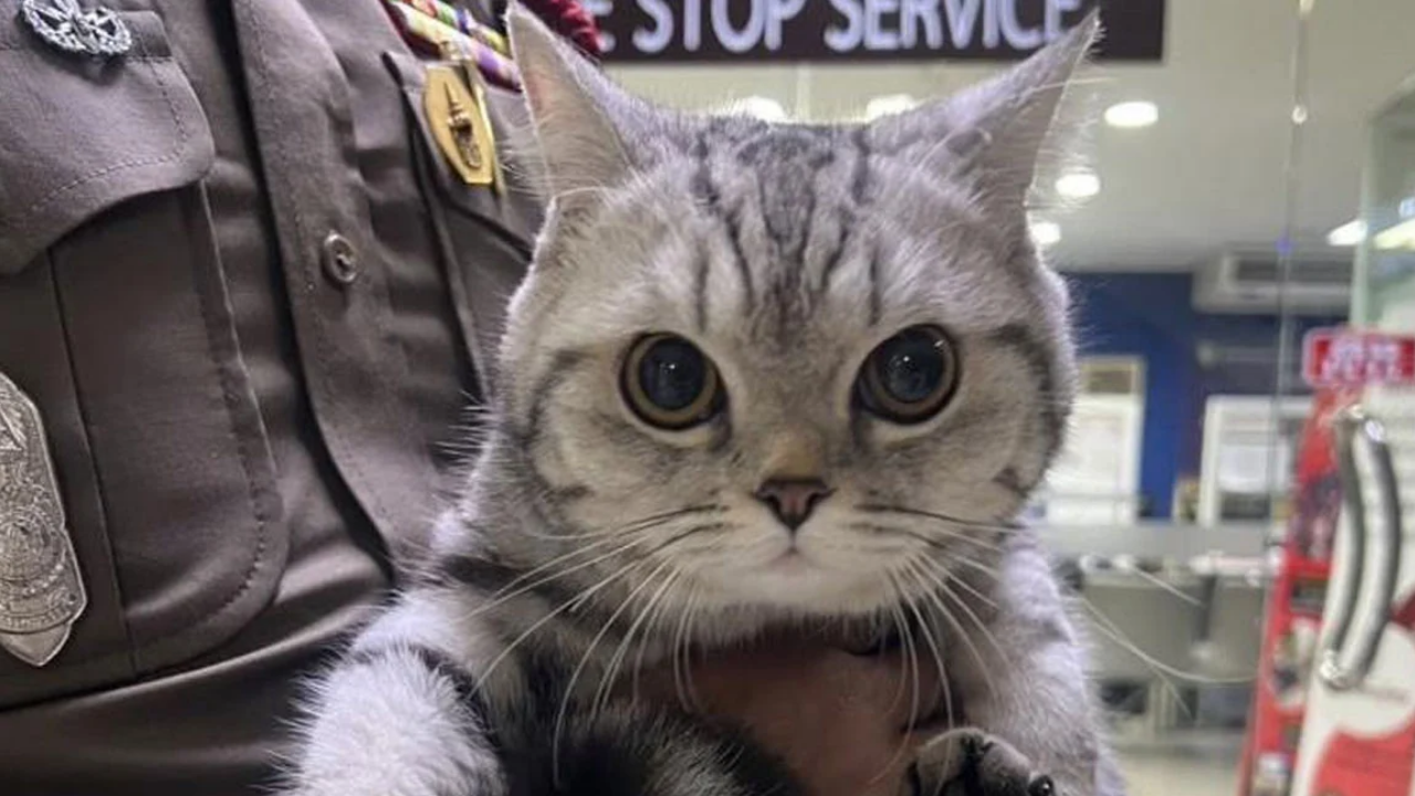 Gözaltına Alınan Kedi, Sabıka Fotoğrafıyla Sosyal Medyada Viral Oldu! (2)