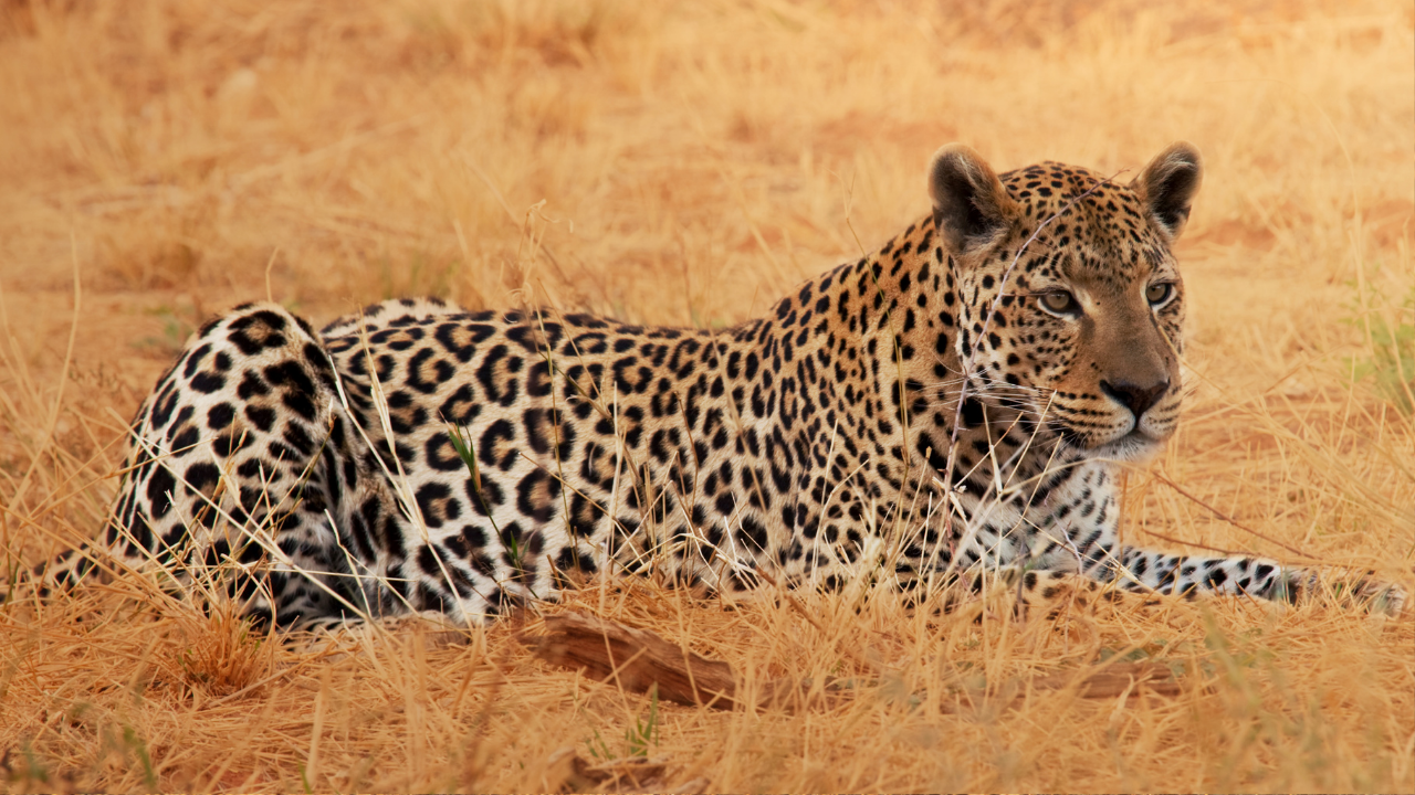 Kaplan Bulamayan Kaçakçılar Leoparlara Yöneldi (2)