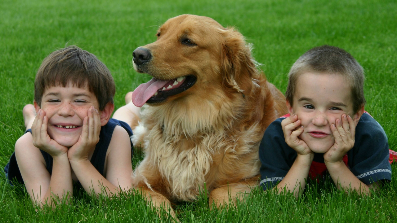 Köpekler Gerçekten Ne Hisseder Bilim, Şaşırtıcı Gerçekleri Ortaya Koydu (2)
